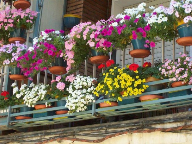 flores-balcones