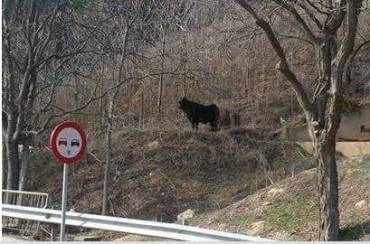 toros-escapados