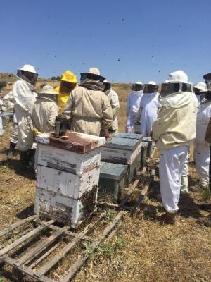 apicultores1
