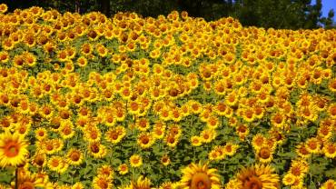 sunflowers-76119 1280