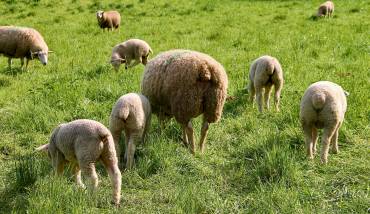 flock-of-sheep-3367039 1920