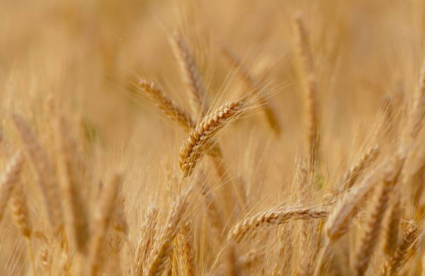 wheat-3241114 1920