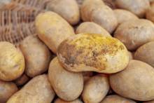 potatoes-3705584 1920