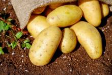 potatoes-1585075 1920