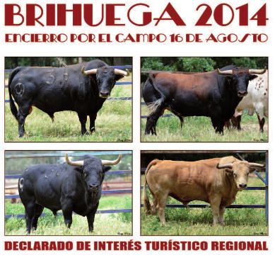 brihuega-toros-encierro