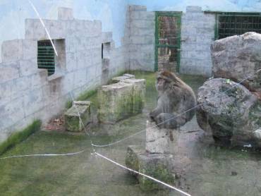 mono-zoo-370x278
