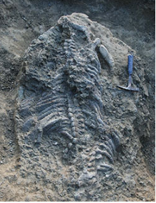 reptil-atance-restos