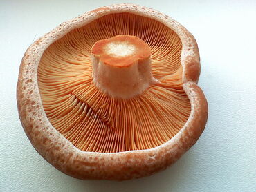 Níscalo-Lactarius deliciosus Foto Asociación Aquaignis