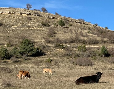 Ganado Sierra Norte Guadalajara ataque lobo 1 1