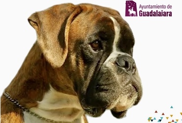 Cartel campeonato del mundo 1 1