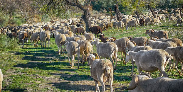 La Mesta Gualda aniversario 2 1