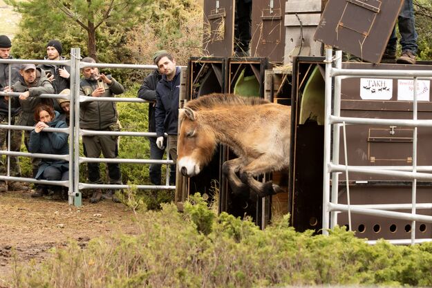 Caballos przewalski Alto Tajo 3
