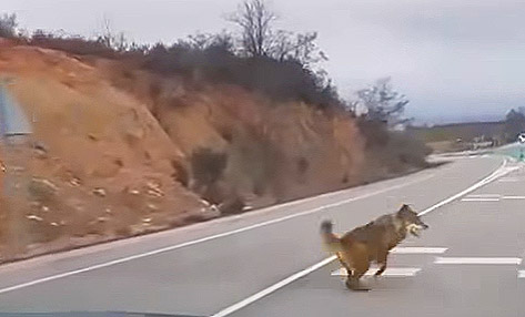 Lobos Puebla de Beleña Foto Fcbk grupo Tamajón Guadalajara 2