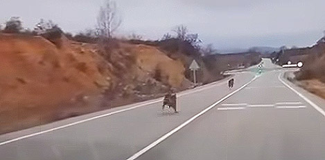 Lobos Puebla de Beleña Foto Fcbk grupo Tamajón Guadalajara 3