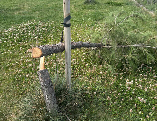 Azuqueca tala de pinos 2 1