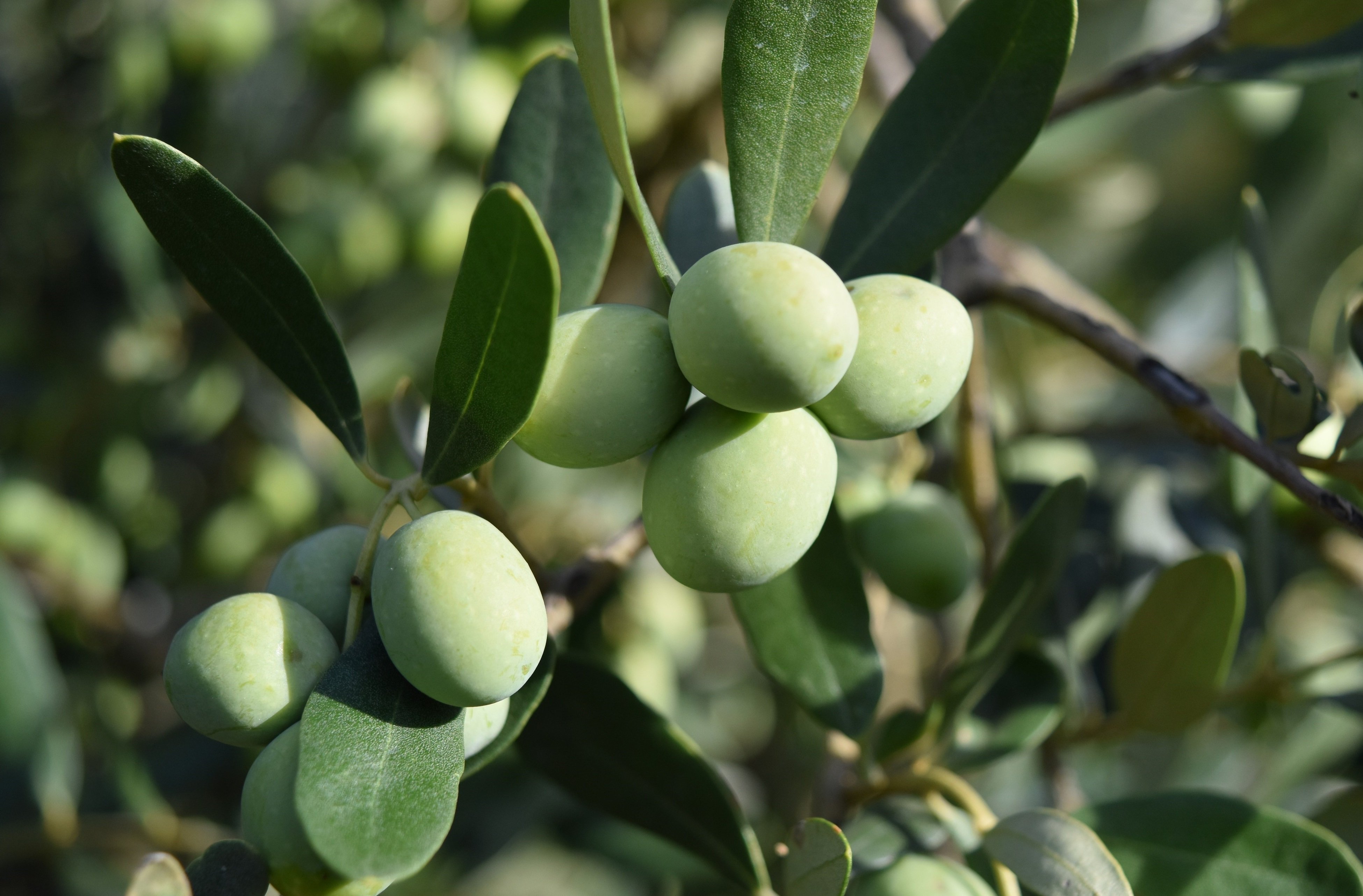 olivas