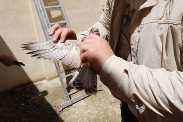 Quer cernícalo Primillar anillamiento 1