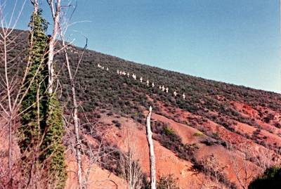 Botargas Almiruete 1994baja