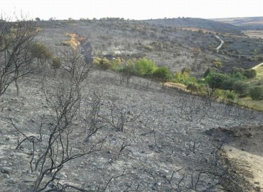Incendio-vinuelas1
