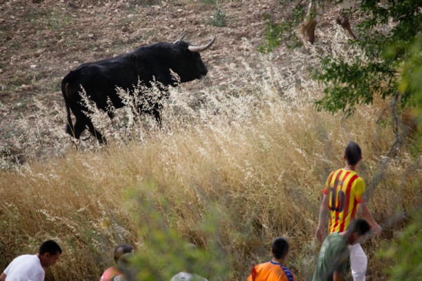 Brihuega-encierro3