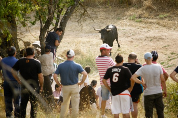 Brihuega-encierro4