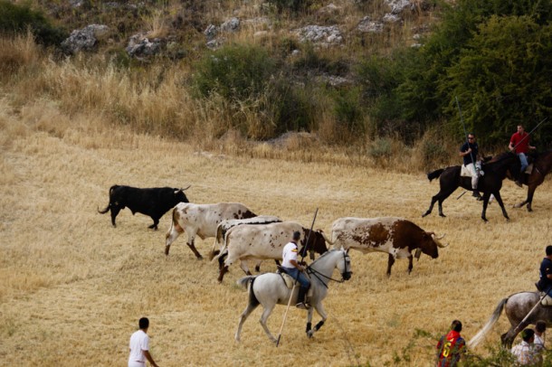 Brihuega-encierro5