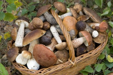 boletus
