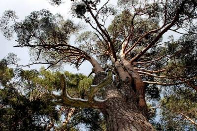 Pino silvestre de las siete garras