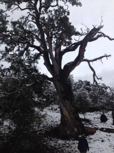 encina-milenaria-carrascosaç
