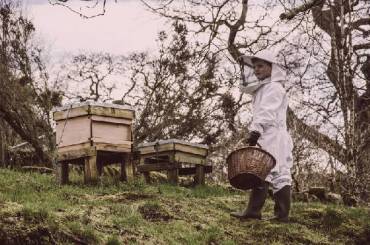 fotografia-apicola-azuqueca