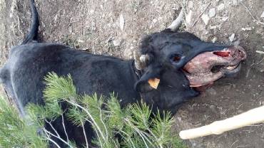 ataquebuitresValdepeñas4