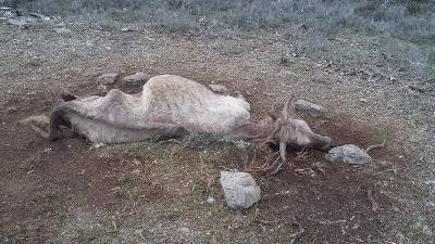 ataquebuitresValepeñas2