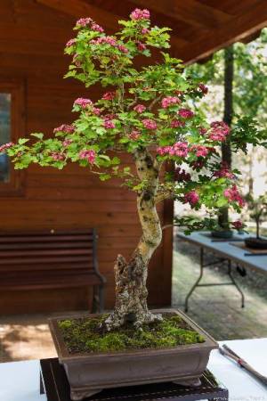 bonsais1