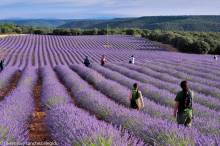lavanda-brihuega