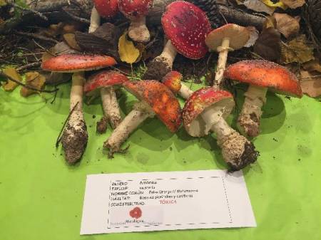 ExposicionMicologica3