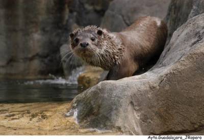 nutria