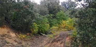 Expansión de ailanto en Valdenazar