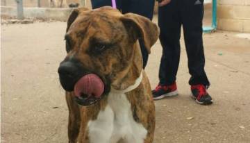 Camada-perro-adoptado