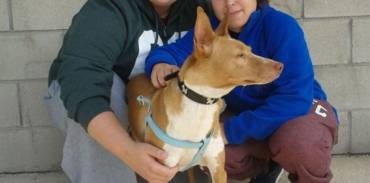 Camada-perro-adoptado1 2