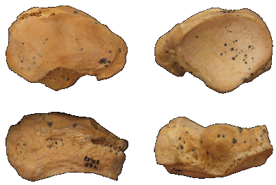 Navic Torrejones vistas sin escala   trans 1