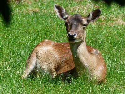 damm-wild-1547831 640