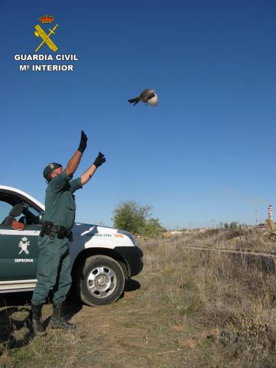 2017-10-30 Gavilan suelta