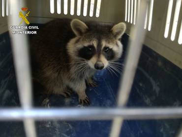 2017-10-30 Mapache recuperado por Guardia Civil Guadalajara
