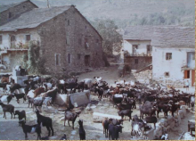 la cabra vocabulario serrania guadalajara