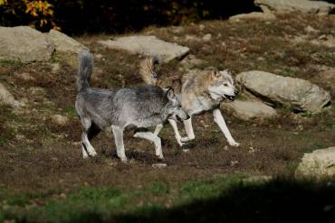 wolves-2891975 1280