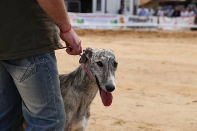 ecualtur-concurso-galgos