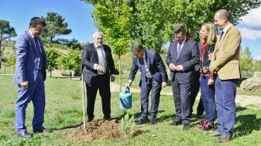 mazarete apadrina un arbol