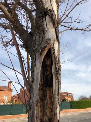 El ayuntamiento sustituye 50 árboles enfermos en Aguas 