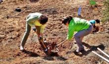 Jornada de Voluntariado Ambiental extracción de ailanto3