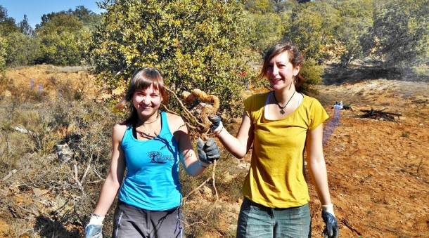 Jornada de Voluntariado Ambiental raíz de ailanto2